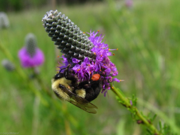 Bee on Purple Prairie Clover
Schulenberg Prairie
Morton Arboretum - Lisle IL